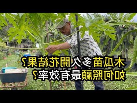 木瓜樹 招 陰